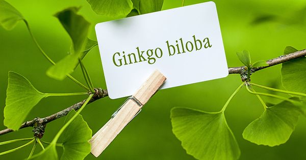 Niesamowite korzyści ponad 1400-letniego drzewa Ginkgo biloba